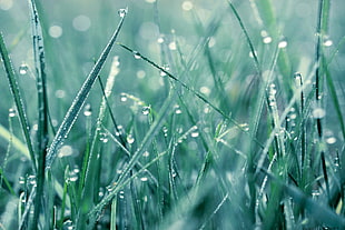 water droplets on green grass